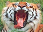 tigre 3